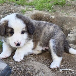 Klaus – geb. ca. 03/2026
