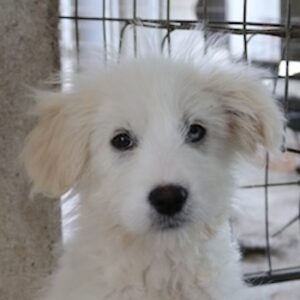 Lillet – geb. ca. 12/2025
