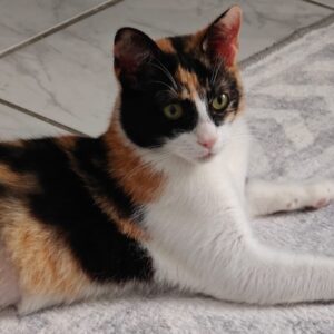 Maya – geb. ca. 07/2025