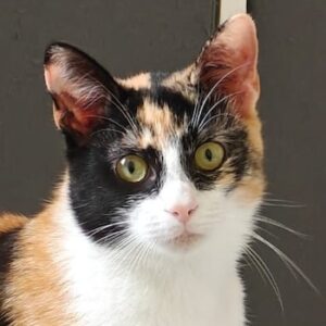 Maya – geb. ca. 07/2025