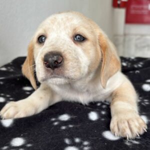 Mirana – geb. ca. 03/2026