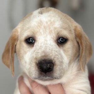 Mirana – geb. ca. 03/2026