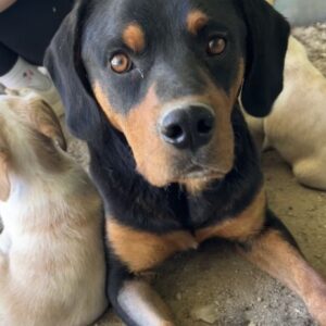 Nana – geb. ca. 05/2024