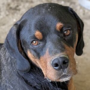Nana – geb. ca. 05/2024