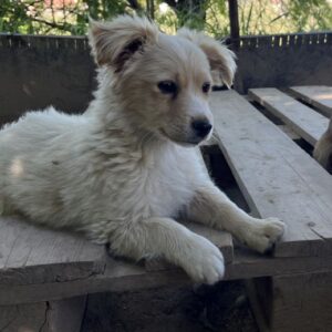 Pablo Escobar – geb. ca. 02/2026 – reserviert