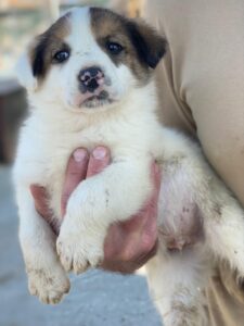 Pilgrim – geb. ca. 01/2026