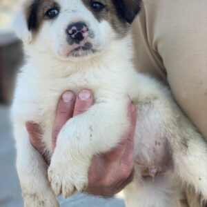 Pilgrim – geb. ca. 01/2026