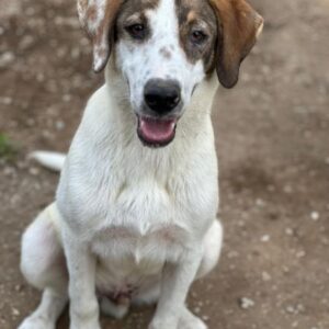 Pilgrim – geb. ca. 01/2026