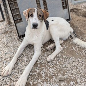 Pilgrim – geb. ca. 01/2026