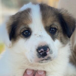 Pilgrim – geb. ca. 01/2026