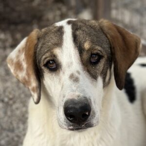 Pilgrim – geb. ca. 01/2026