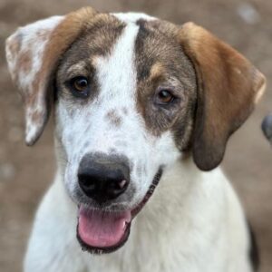 Pilgrim – geb. ca. 01/2026