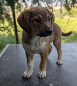 Pipkin – geb. ca. 01/2026