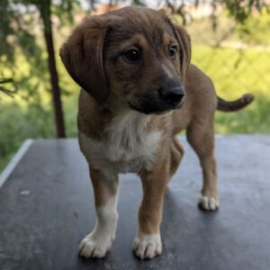 Pipkin – geb. ca. 01/2026