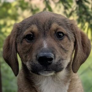 Pipkin – geb. ca. 01/2026