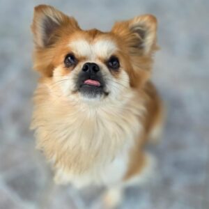 Pixel – geb. ca. 04/2024