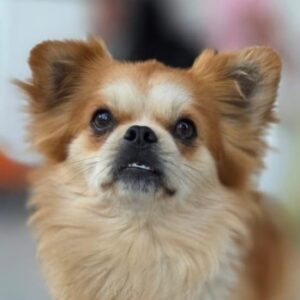 Pixel – geb. ca. 04/2024