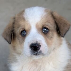 Ralf – geb. ca. 03/2026