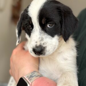 Sarah – geb. ca. 02/2026