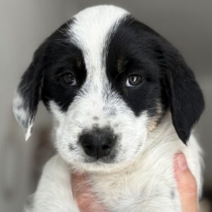 Sarah – geb. ca. 02/2026