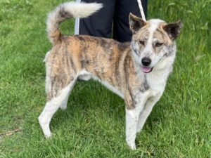 Scar – geb. ca. 04/2025