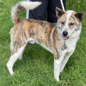 Scar – geb. ca. 04/2025