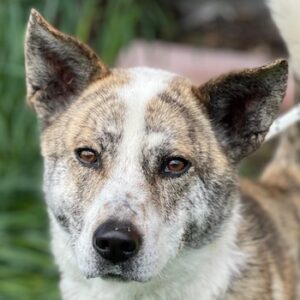 Scar – geb. ca. 04/2025