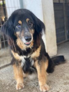 Serena – geb. ca. 04/2021