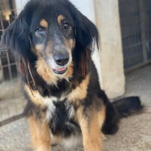 Serena – geb. ca. 04/2021