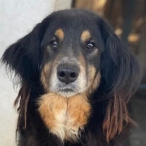 Serena – geb. ca. 04/2021