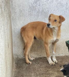 Streusel – geb. ca. 12/2025