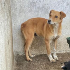 Streusel – geb. ca. 12/2025