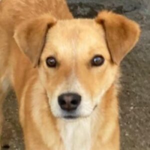 Streusel – geb. ca. 12/2025