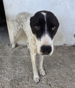 Sunny – geb. ca. 11/2024