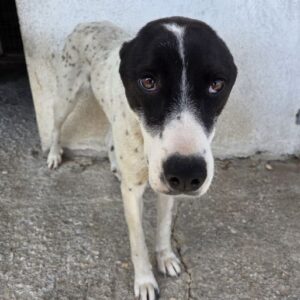 Sunny – geb. ca. 11/2024