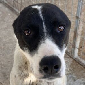 Sunny – geb. ca. 11/2024