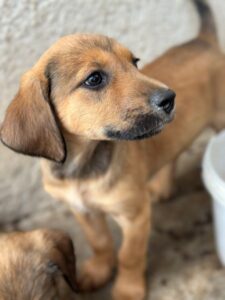 Tiana – geb. ca. 02/2026