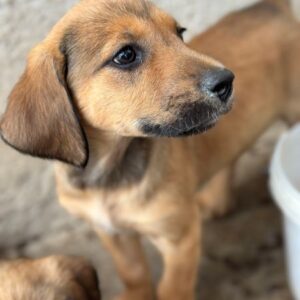 Tiana – geb. ca. 02/2026