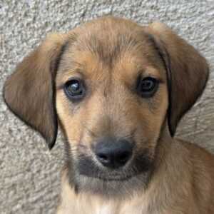 Tiana – geb. ca. 02/2026