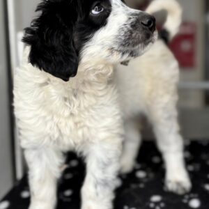 Winifred – geb. ca. 02/2026