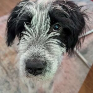 Winifred – geb. ca. 02/2026 – 87763 Lautrach