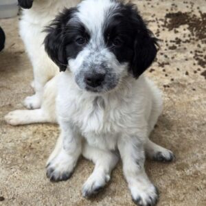 Winifred – geb. ca. 02/2026