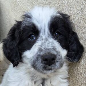 Winifred – geb. ca. 02/2026