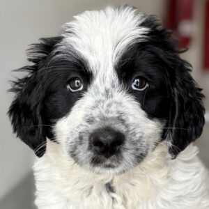 Winifred – geb. ca. 02/2026