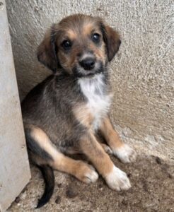 Woody – geb. ca. 02/2026