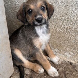 Woody – geb. ca. 02/2026