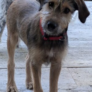 Woody – geb. ca. 02/2026 – 87763 Lautrach