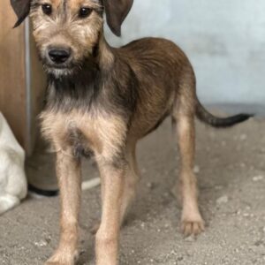 Woody – geb. ca. 02/2026