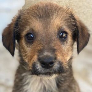 Woody – geb. ca. 02/2026