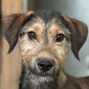 Woody – geb. ca. 02/2026